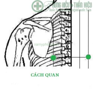 Huyệt cách quan