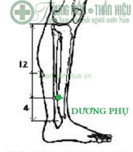 Huyệt dương phụ