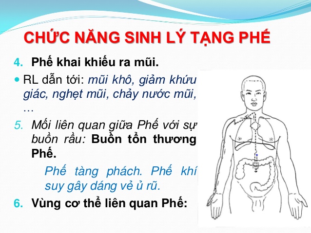 Chức năng sinh lý tạng phế