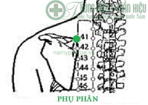 Huyệt phụ phân